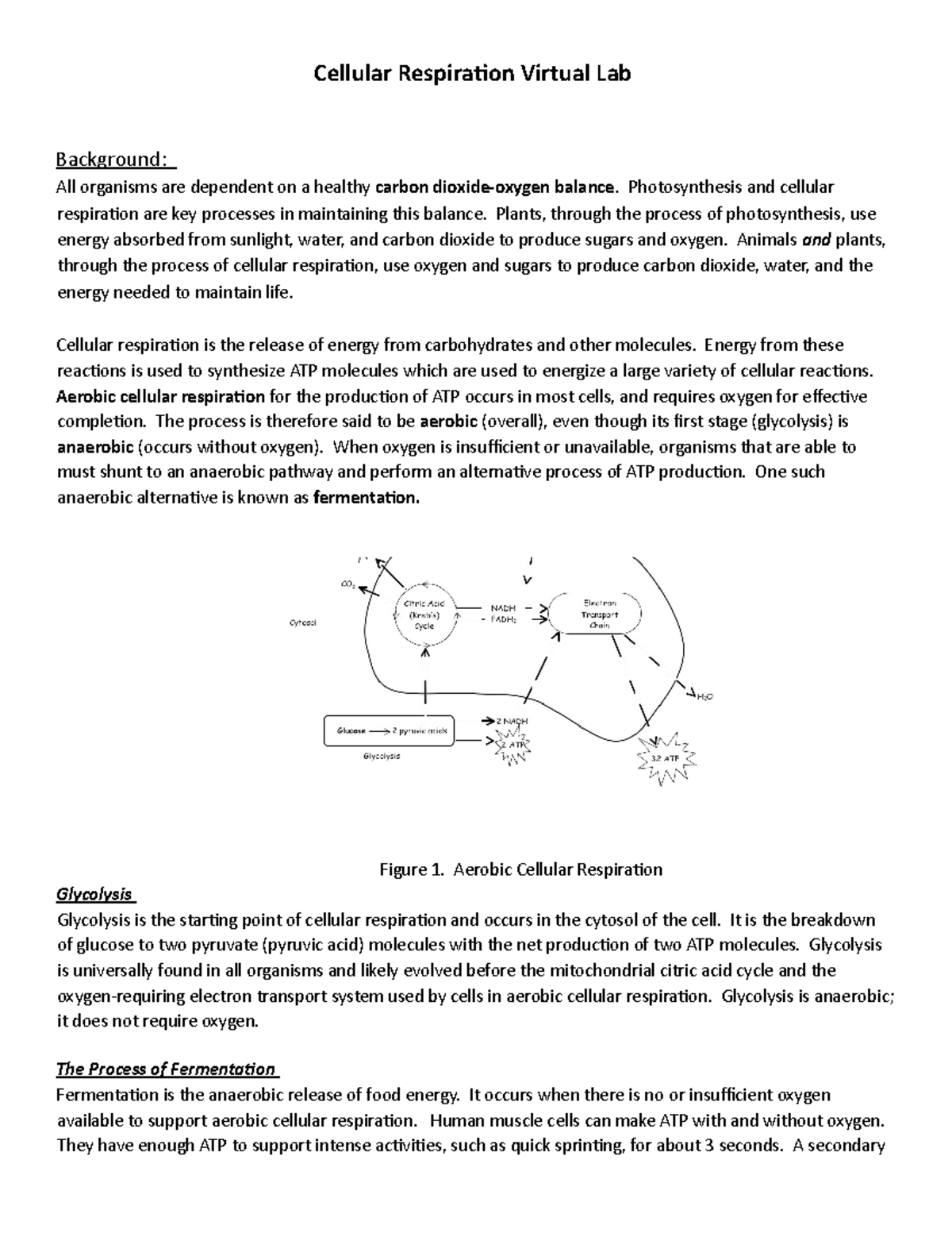 Cell Respiration Lab - Cellular Respiration Virtual Lab Background: All ...