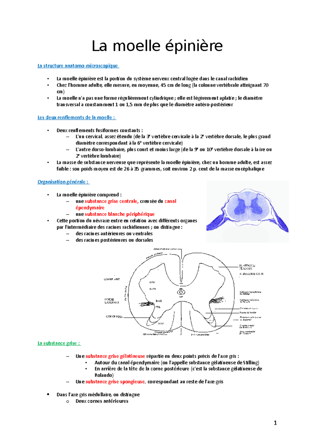 La moelle épinière Notes de cours 1 La moelle épinière La structure anatomomicroscopique La