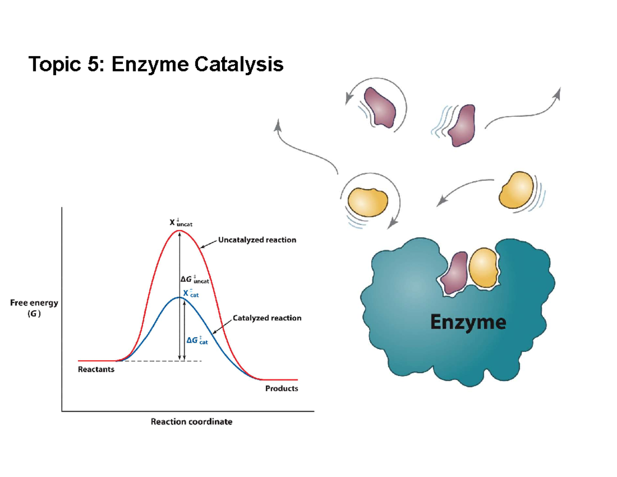 Topic 5 SlidesPost slide Topic 5 Enzyme Catalysis Readings