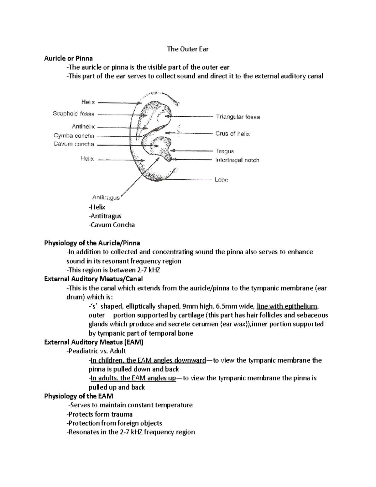 HS Exam 3 Lecture Notes The Outer Ear Auricle or Pinna The auricle or pinna is the visible
