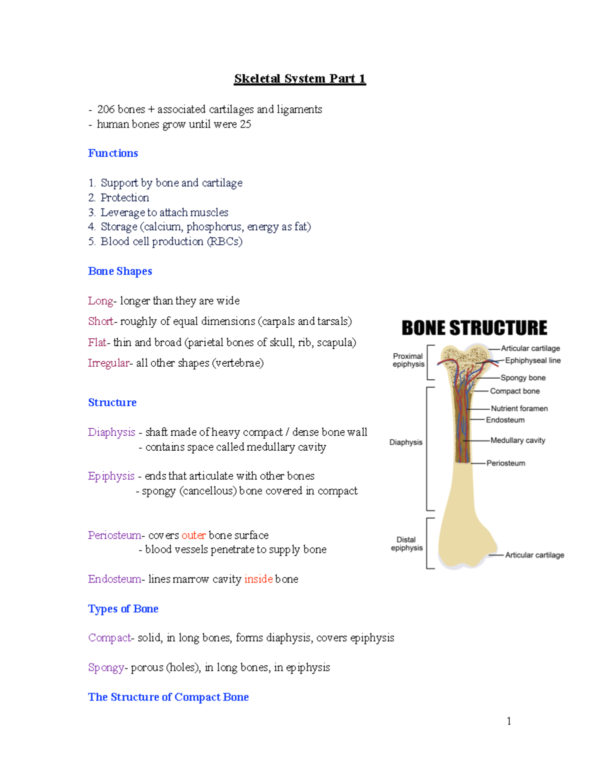 Skeletal System Part 1 - Studocu