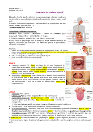 Syst Dig Flore - 2019-2020 Système Digestif Digestion, Motilité Et ...