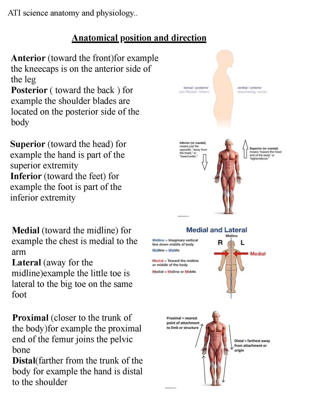 Anatomy Practice Guide - Anatomical Position And Direction Anterior ...