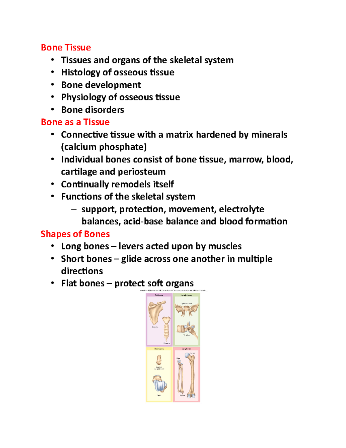 Chap 7 1-15 Anatomy 2 - Lecture Notes - Bone Tissue - Tissues And ...