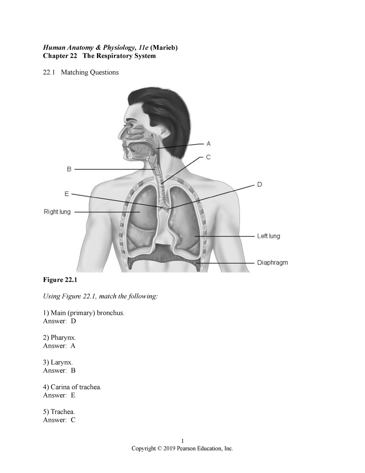 Angle of Louis  Human anatomy and physiology, Anatomy and physiology,  Respiratory therapy