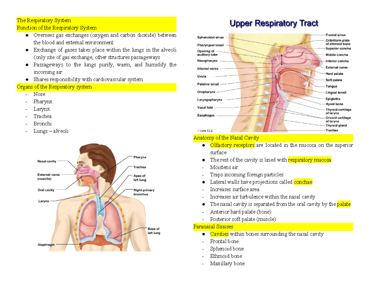 Respiratory System - The Respiratory System Function of the Respiratory ...