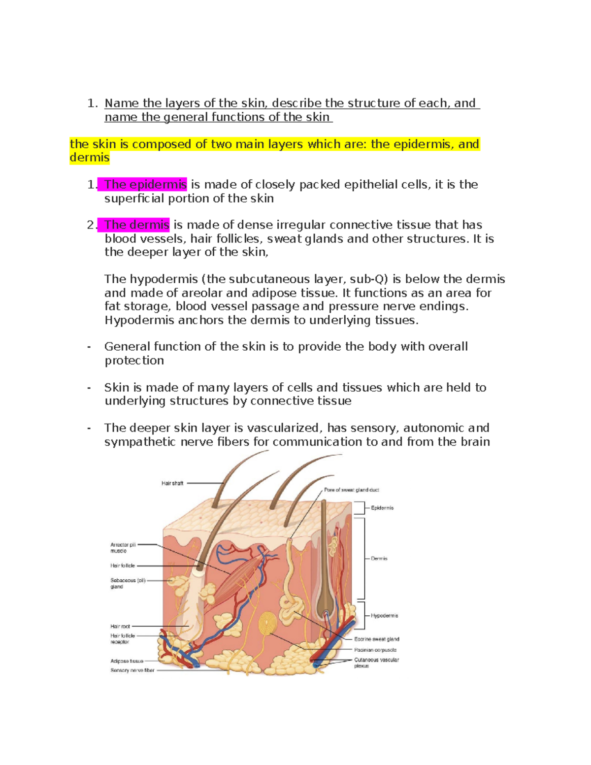 Module 5 - bio1593 - Name the layers of the skin, describe the ...