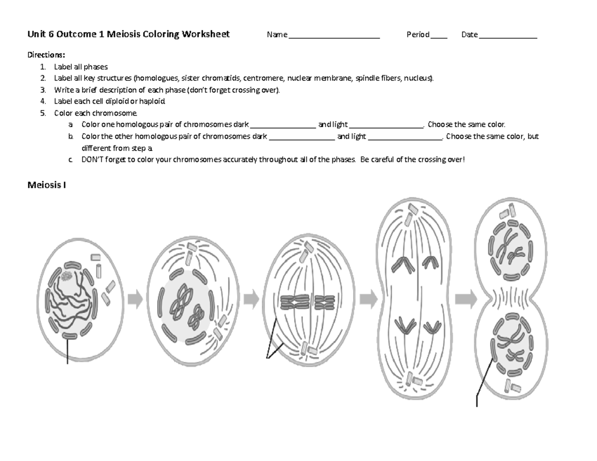 Meiosis coloring copy - Notes - Unit 6 Outcome 1 Meiosis Coloring Worksheet  Name - Studocu