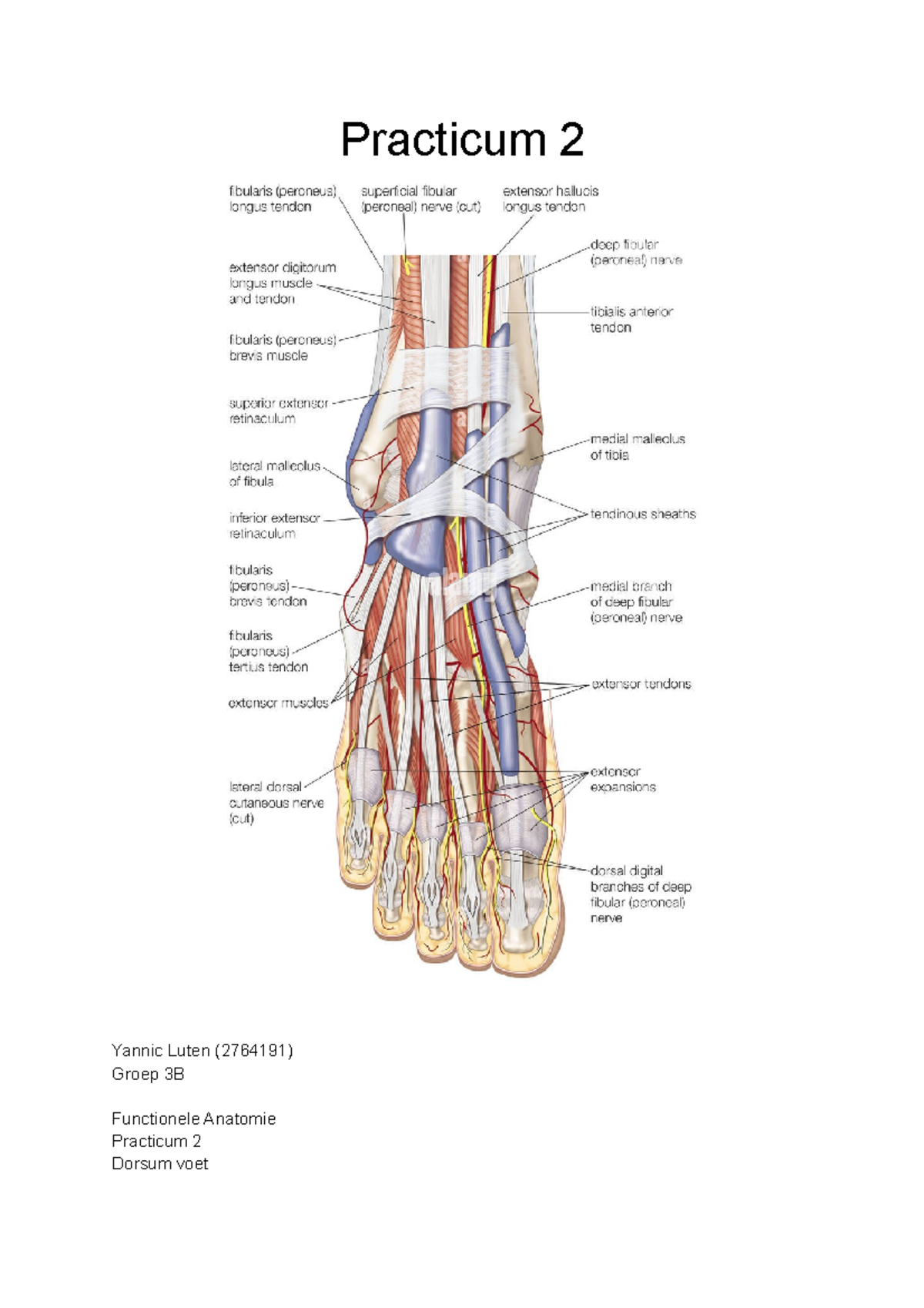 Practicum 1 Dissectieplan - Practicum 2 Yannic Luten (2764191) Groep 3B ...