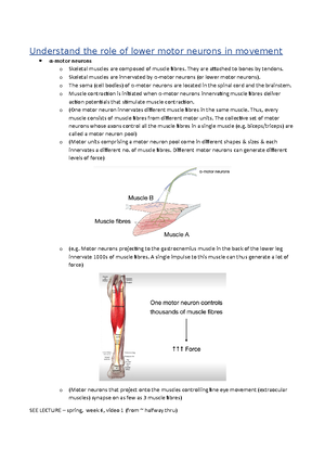 The basal ganglia - Spring week 7 Dr Darren Goffin - Function of the ...