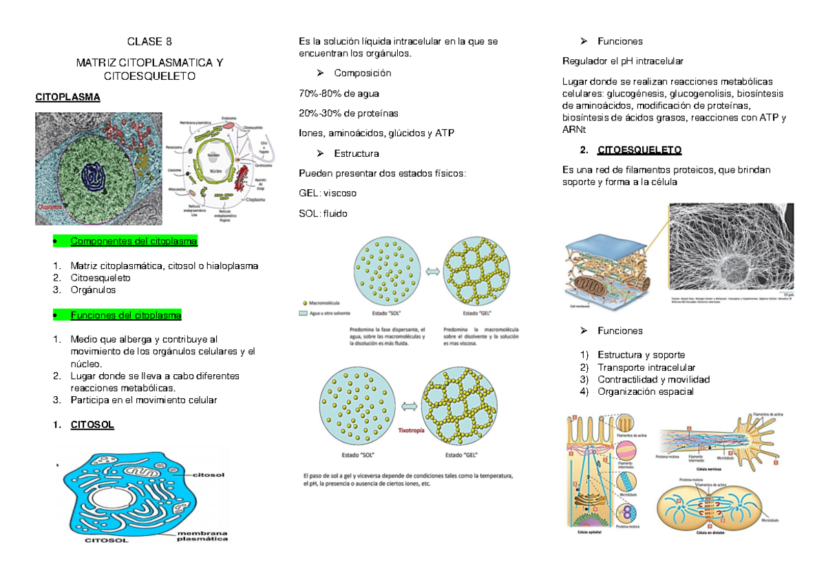 Clase 8 Biología CLASE 8 MATRIZ CITOPLASMATICA Y CITOESQUELETO CITOPLASMA Es la intracelular