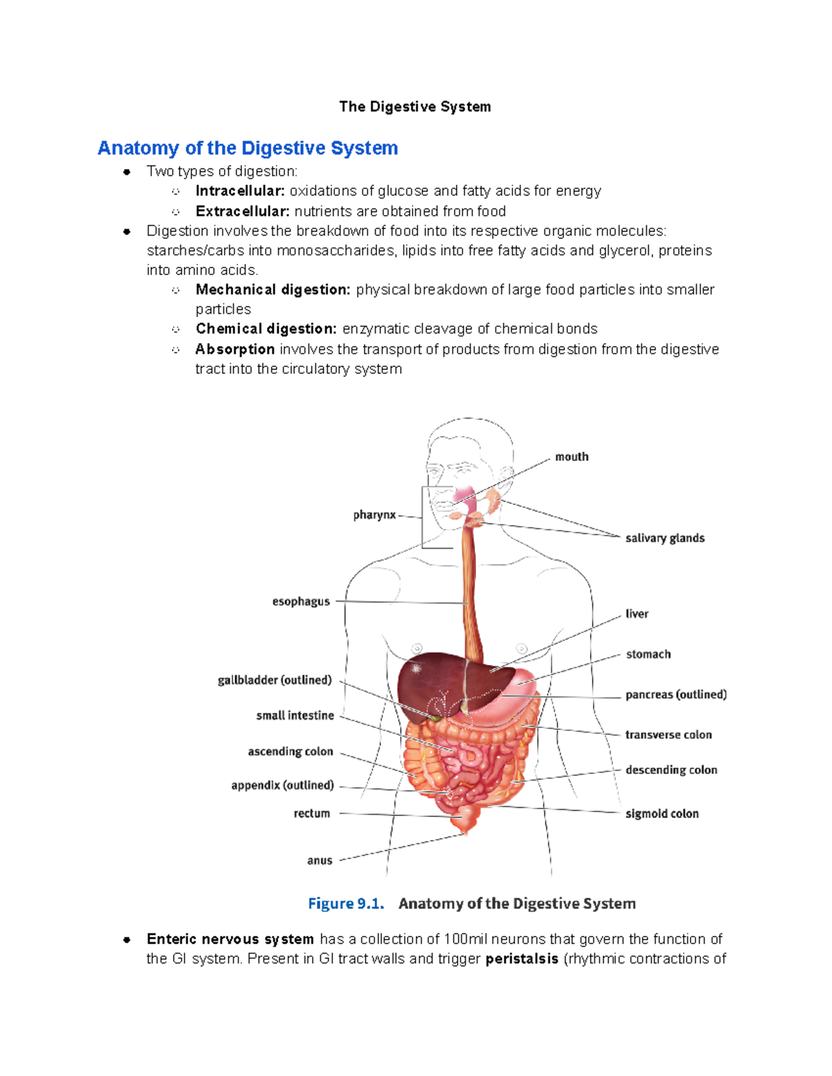 The Digestive System - The Digestive System Anatomy of the Digestive ...