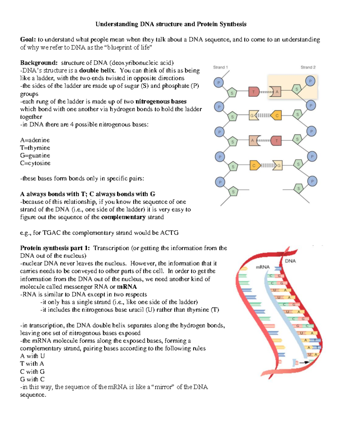 ANTA01 Fall 2020 Understanding DNA Structure And Protein Synthesis ...