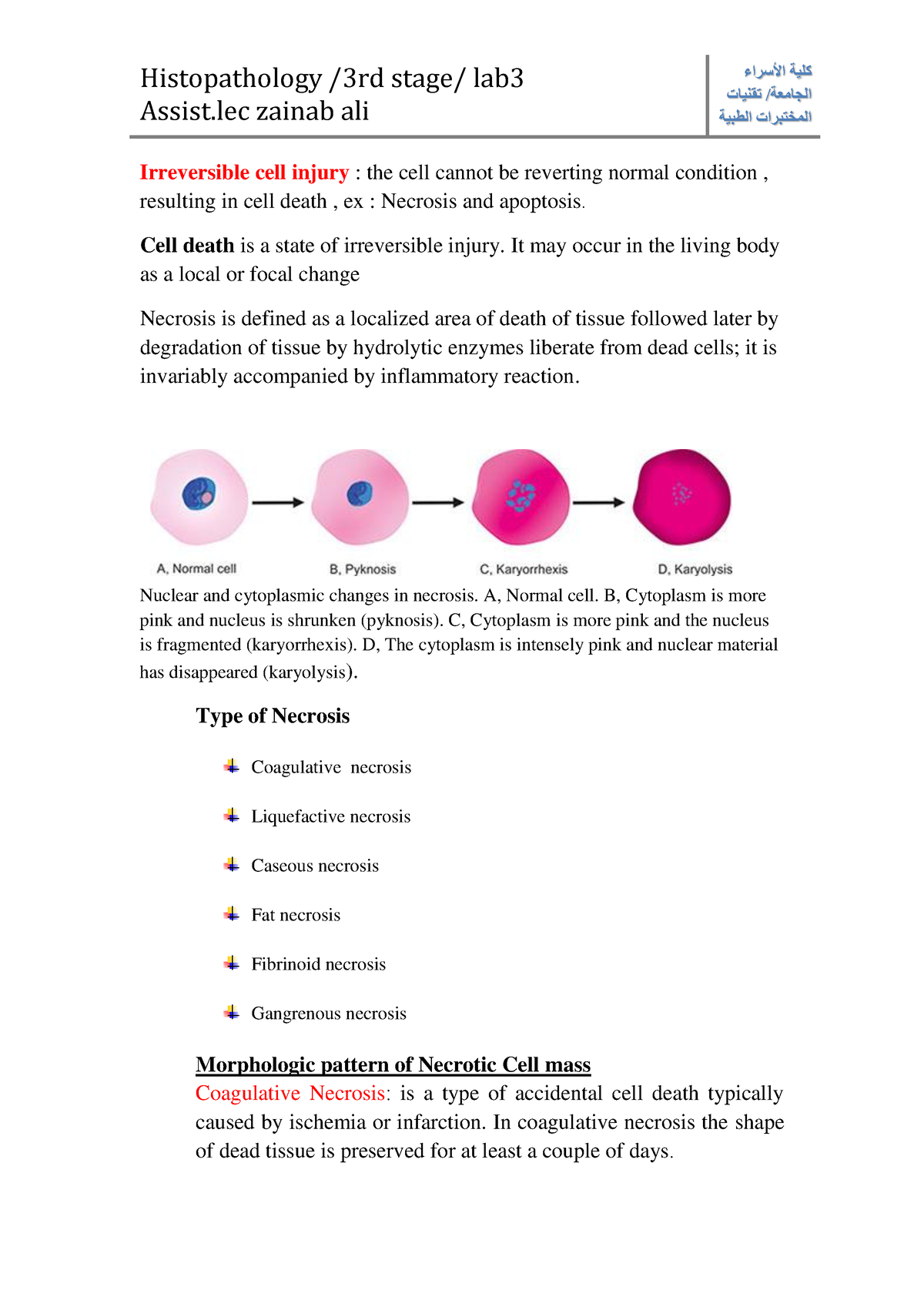 Irreversible cell injury - Histopathology /3rd stage/ lab Assist zainab ...