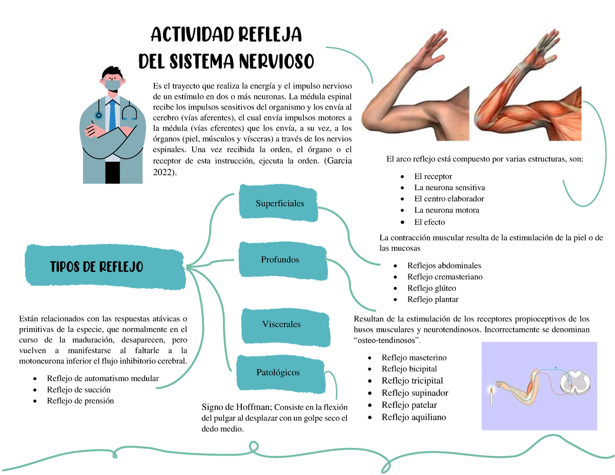 Diagrama del arco reflejo del reflejo rotuliano