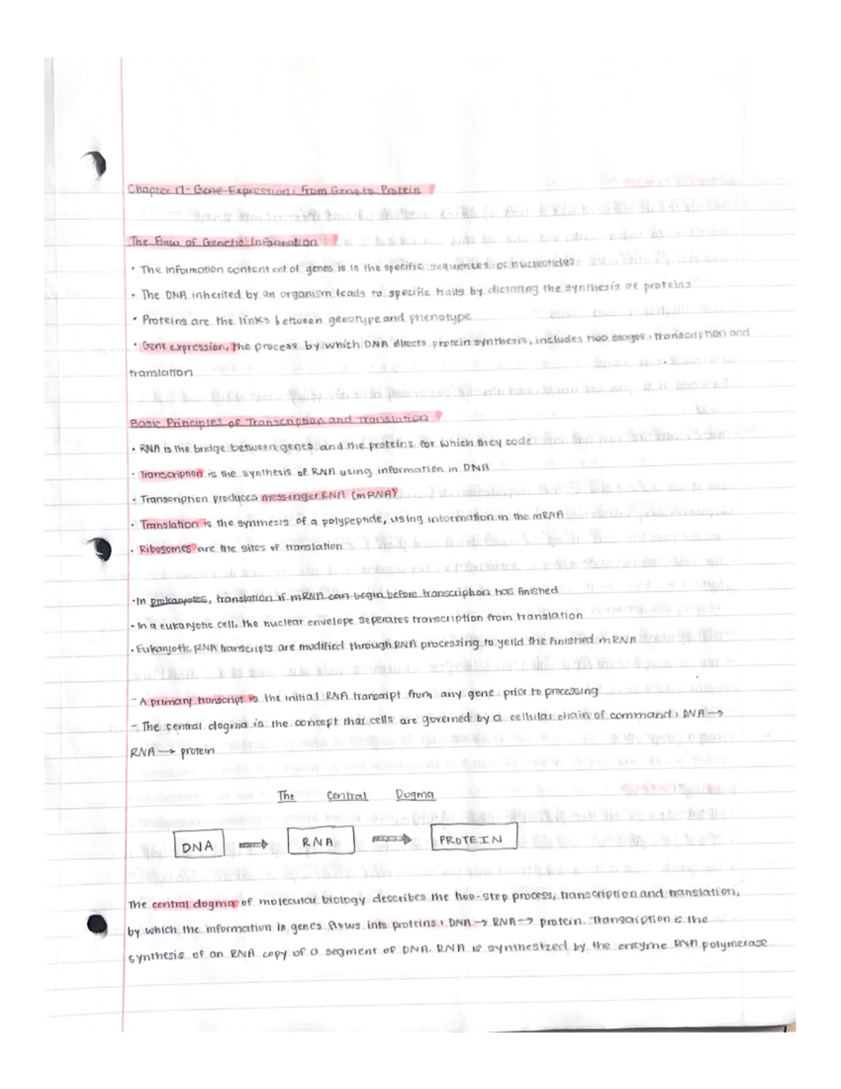 Biology 1 - Gene Expression Part 1 - BIO 1134 - Studocu