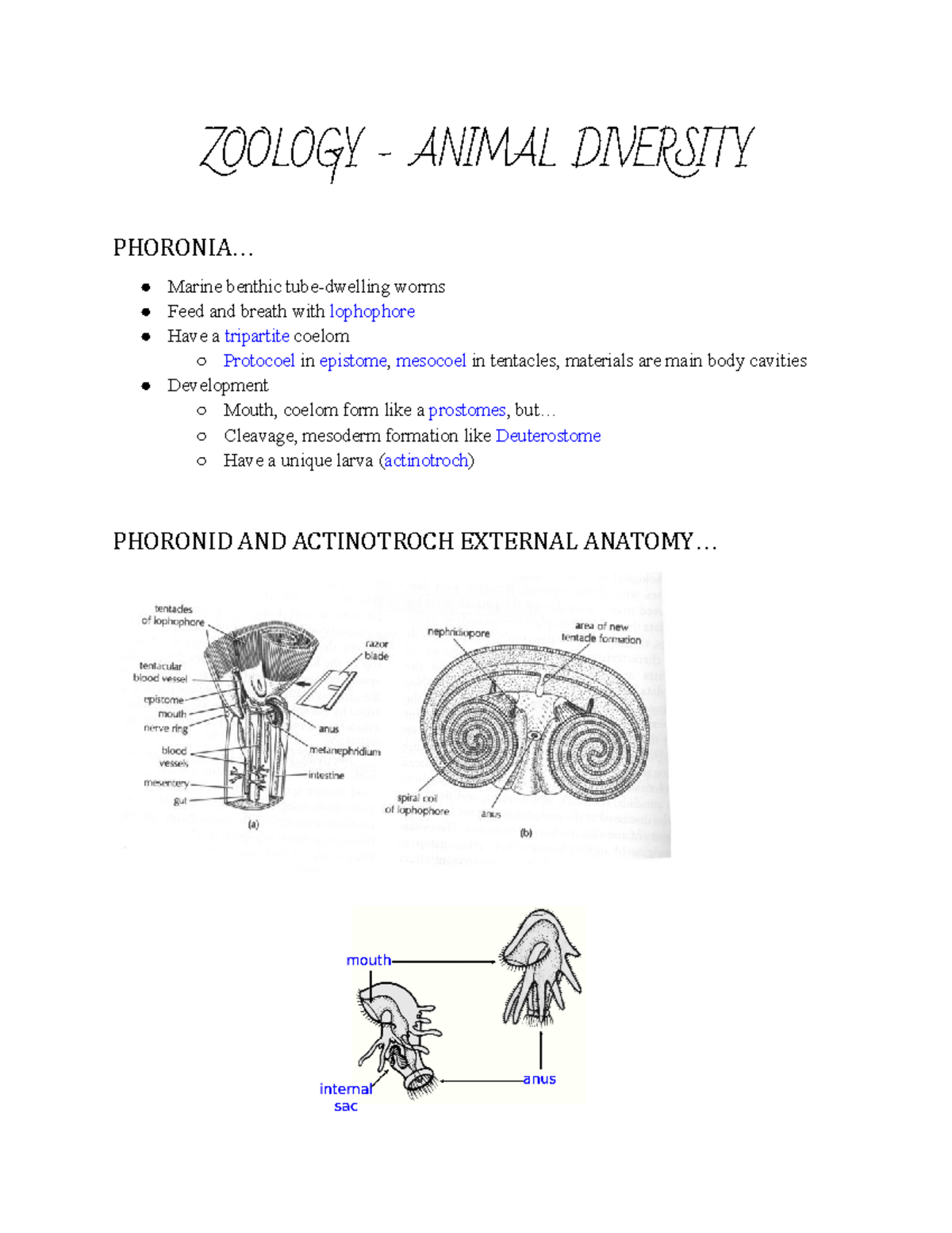 Zoology Notes Part 17 - ZOOLOGY - ANIMAL DIVERSITY PHORONIA... Marine ...