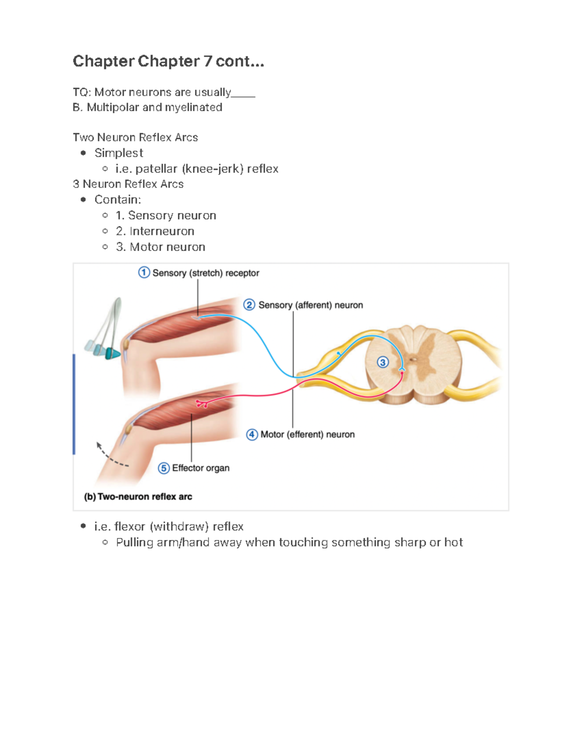 Bio250 Ch7:8 - Bio 250, Chapter 7 The Nervous System Cont. and Chapter ...