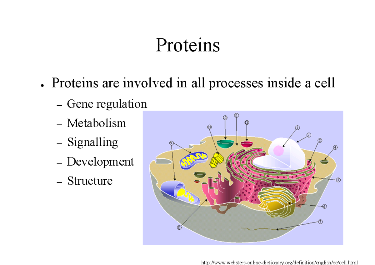 2. Determinazione struttura - Proteins Proteins are involved in all ...