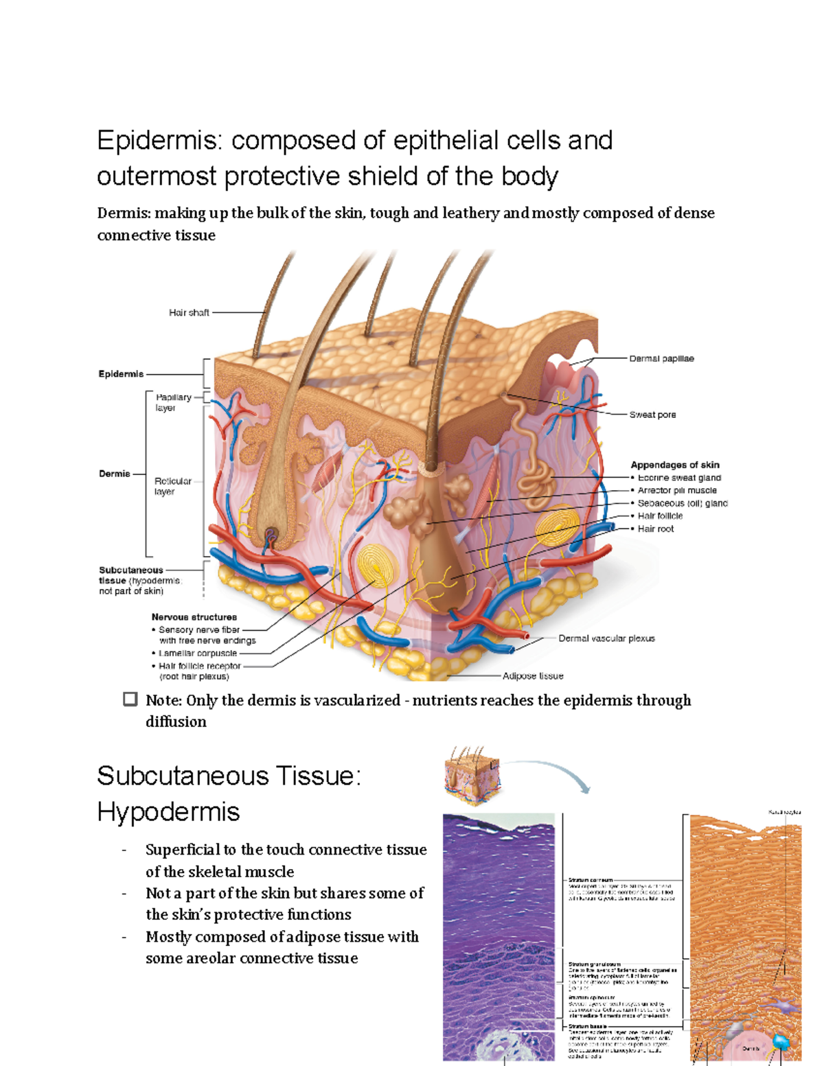 Chapter 5 Integumentary System - Epidermis: composed of epithelial ...