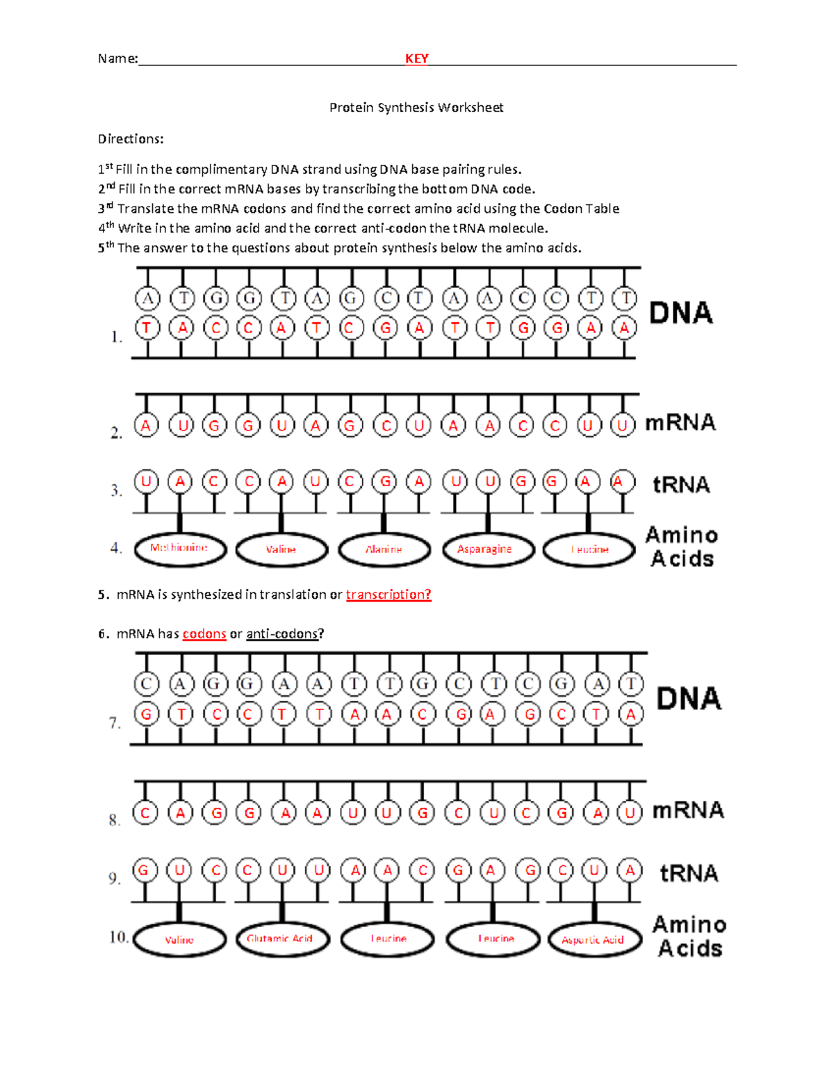Protein synthesis worksheet key 1617 - Name: KEY Protein Synthesis Worksheet  Directions: 1 st Fill - Studocu