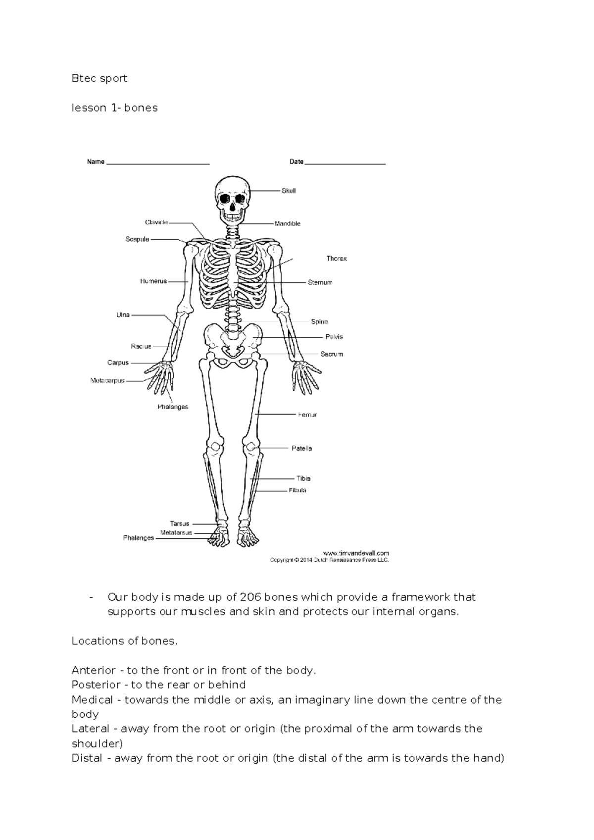 Btec sport unit 1, LAA - Btec sport lesson 1- bones - Our body is made ...