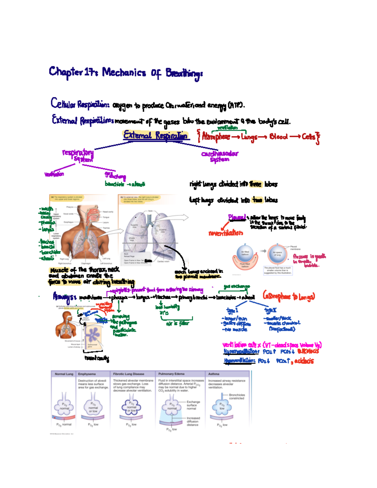 Note Nov 1, 2022 - lecture note - Chapter17 Mechanics OfBreathing ...