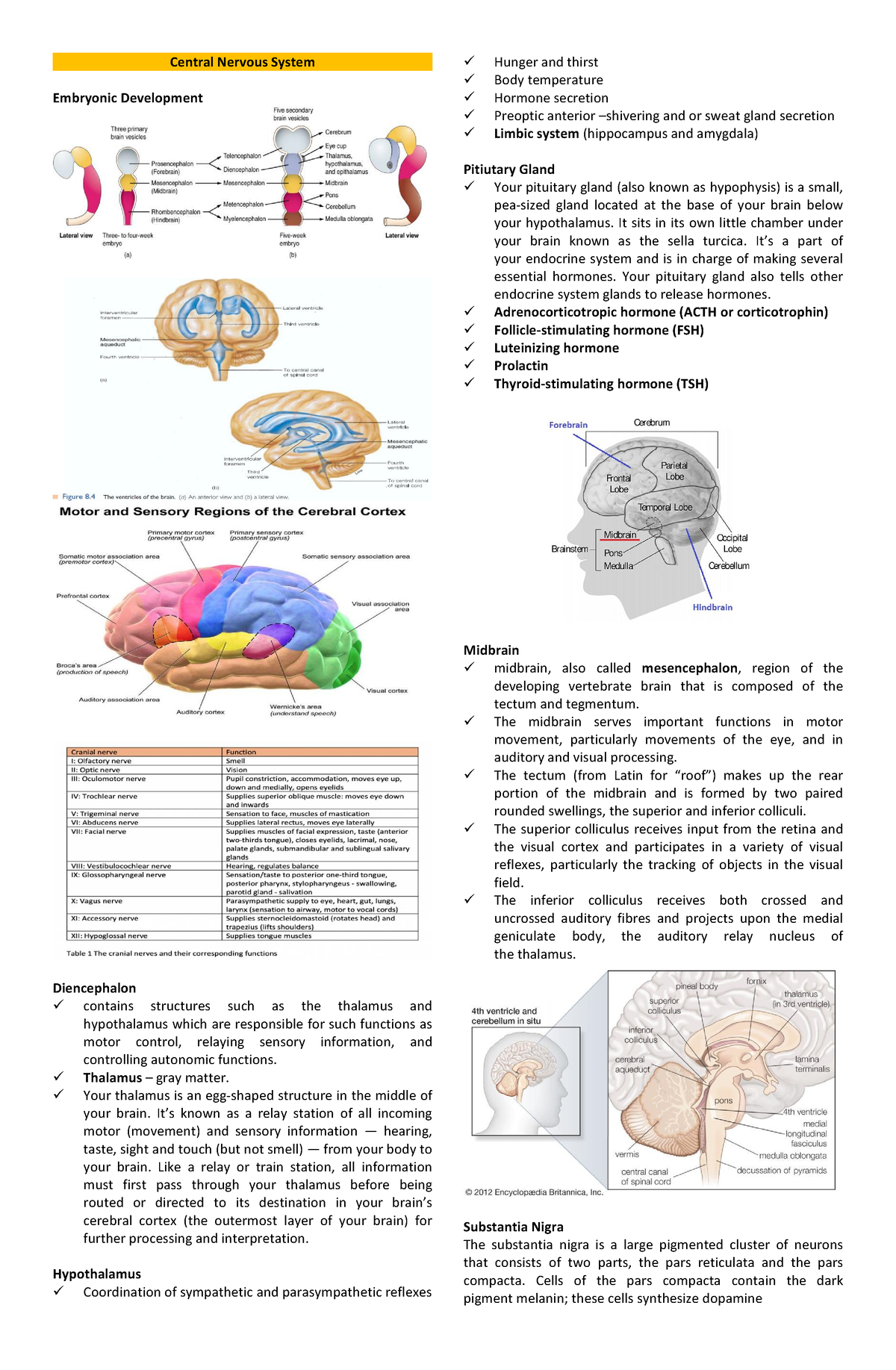 Central Nervous System - Central Nervous System Embryonic Development ...