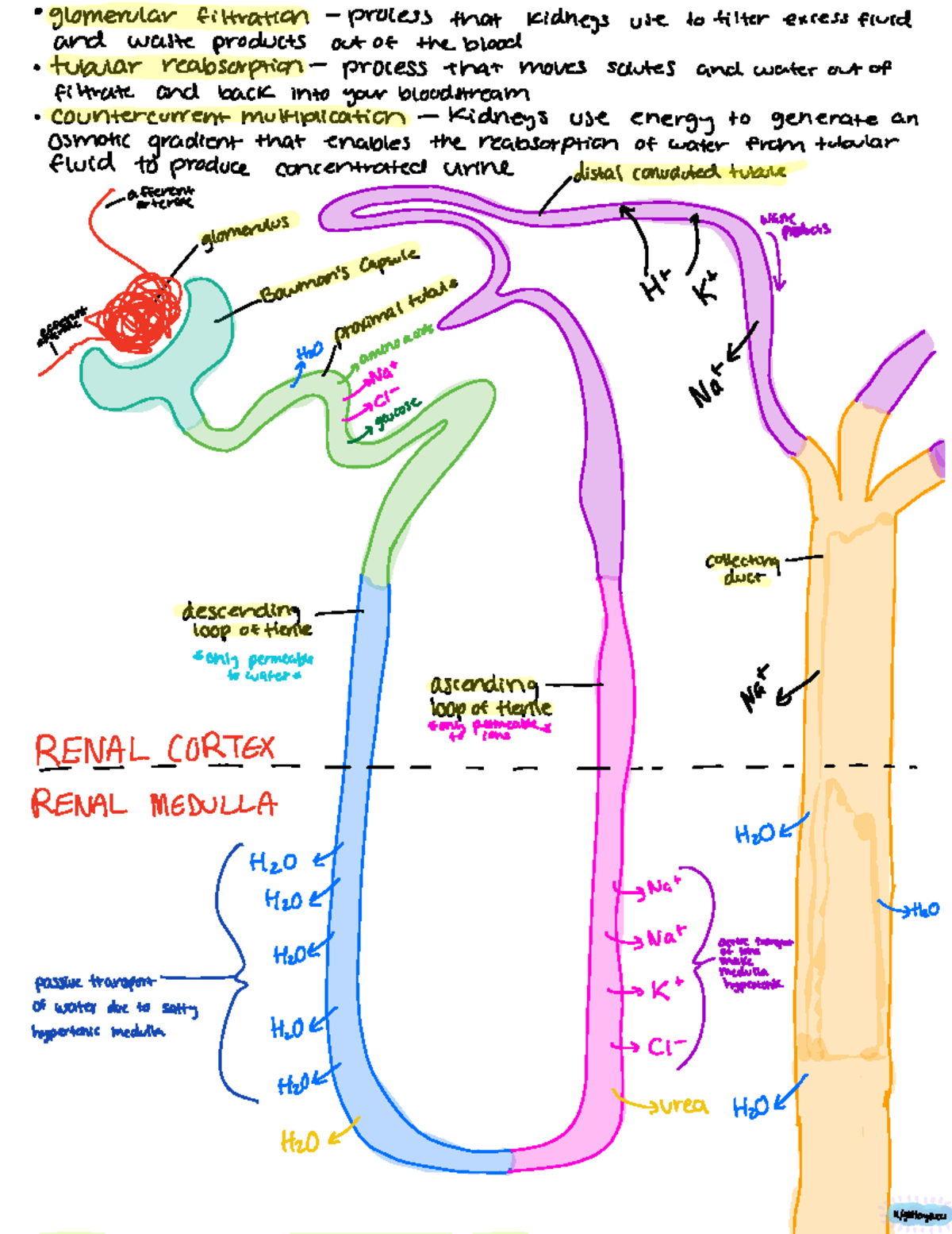 MCAT Packet Body systems Reddit - glomerular filtration process that