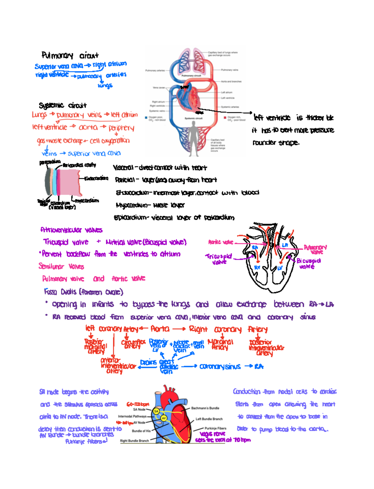 Systemic and Pulmonary circuit - Pulmonarycircuit superior vena CavaD ...