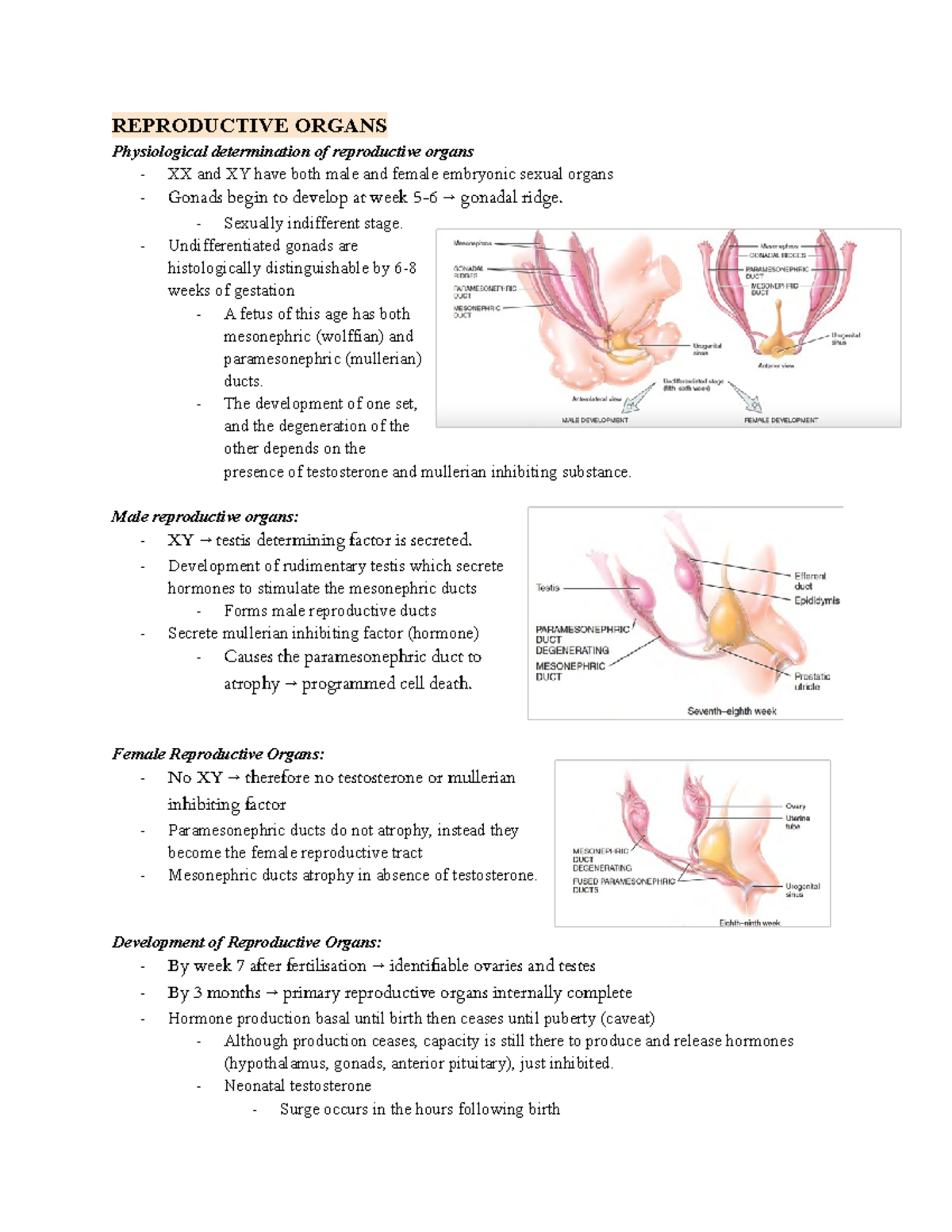 Week 3 - the reproductive system - REPRODUCTIVE ORGANS Physiological ...