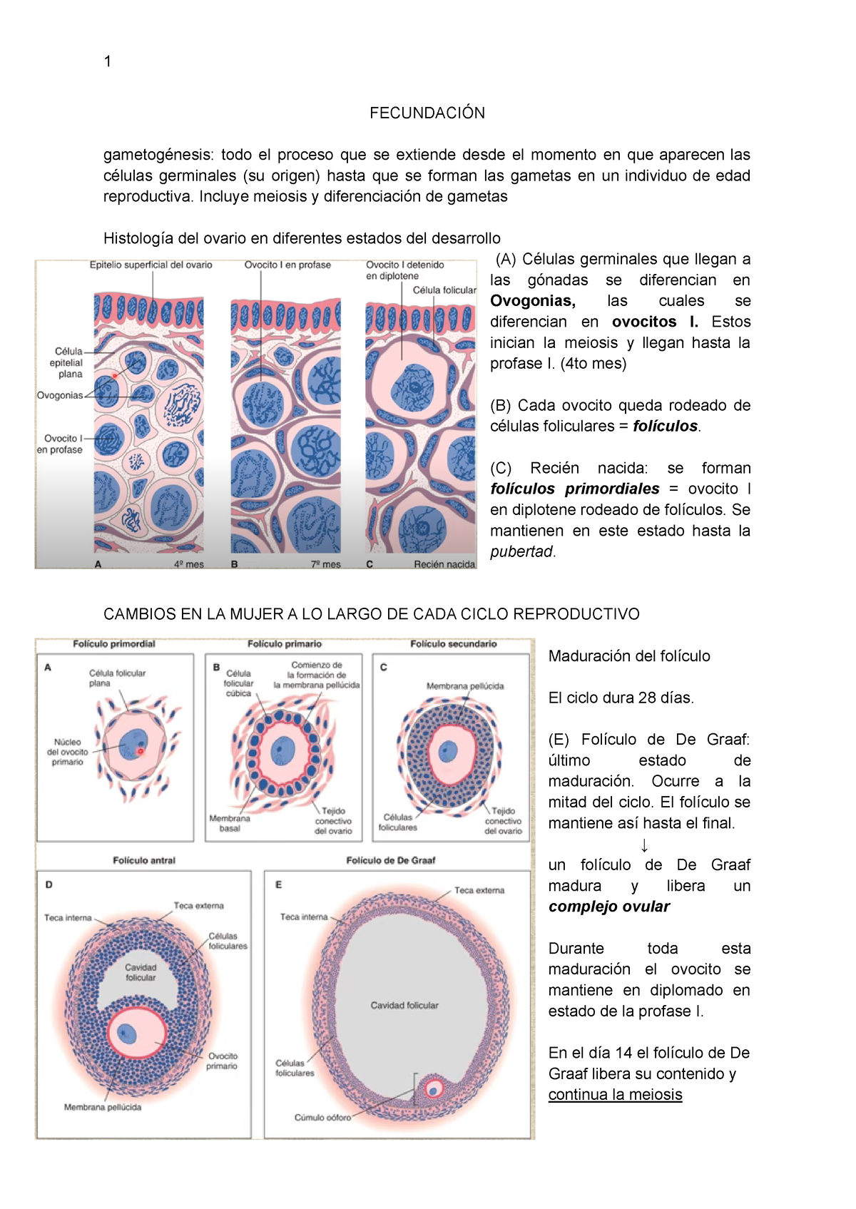 folículo de graaf vs folículo secundario