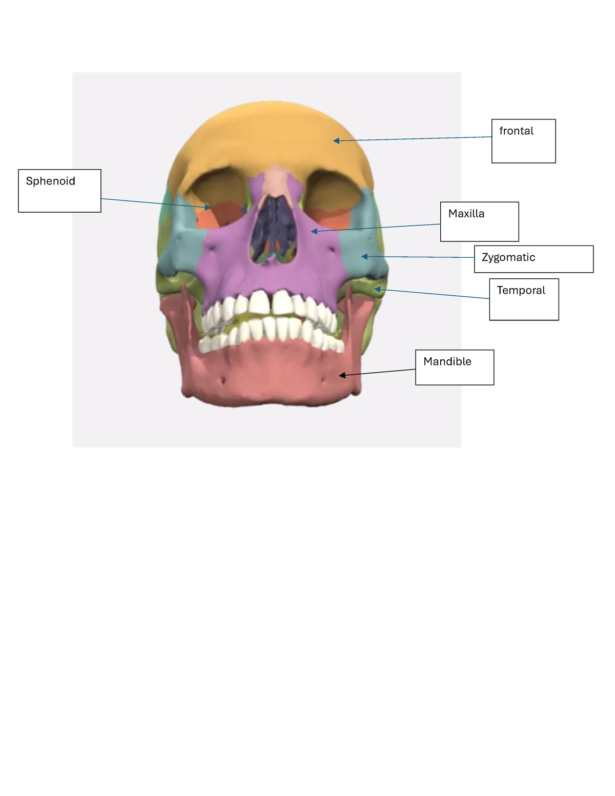 Week 6 Virtual Lab Skeletal System - Mandible Temporal Maxilla ...