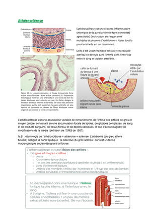 8 Altered Passive Eruption - Anatomie Pathologique - Studocu