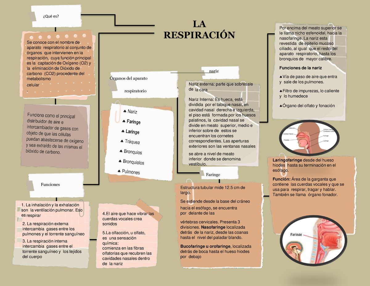 Morfofisiologia T3 P3 - MAPA - LA RESPIRACI”N øQuÈ Es? Se Conoce Con El ...