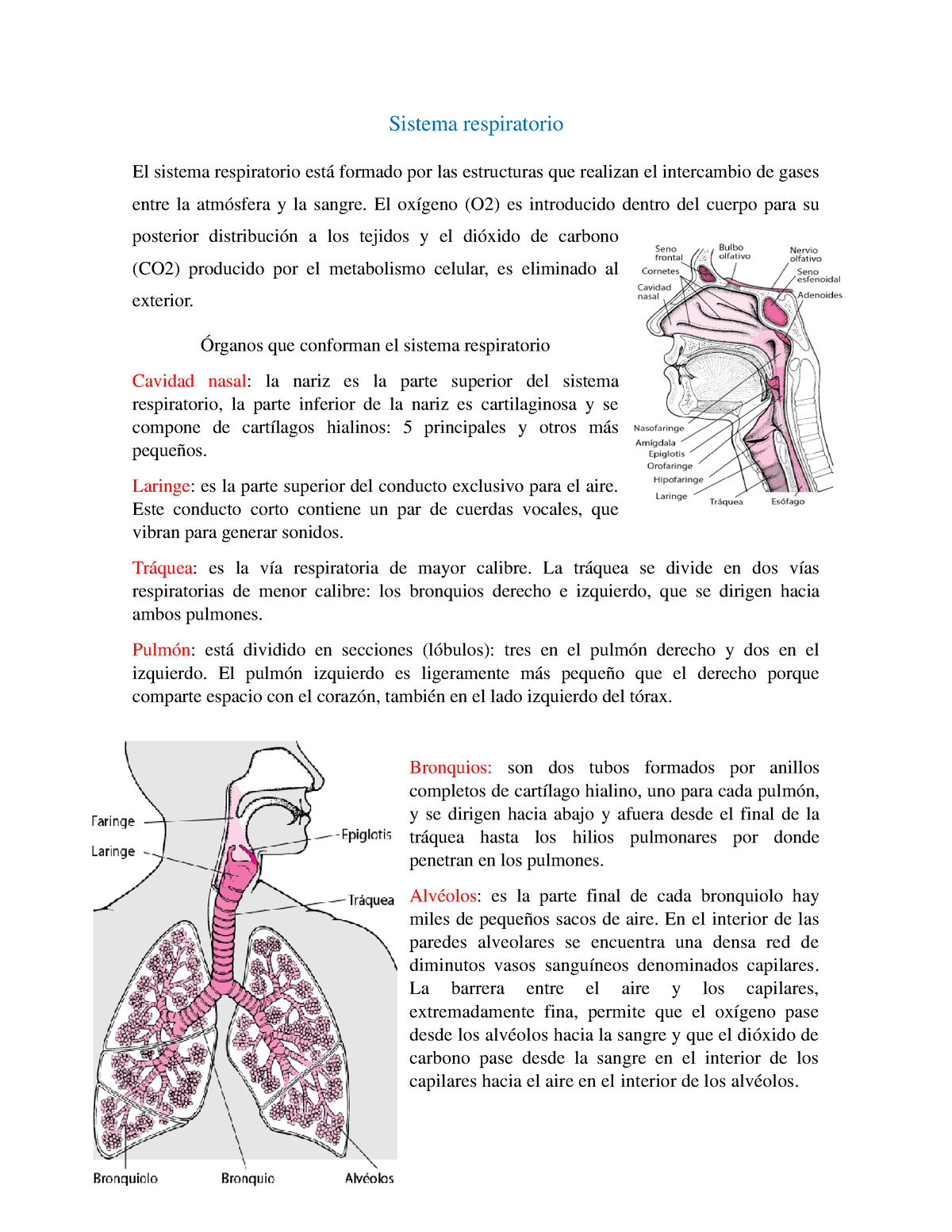 Sistema Cardio-respiratorio - Sistema Respiratorio El Sistema ...