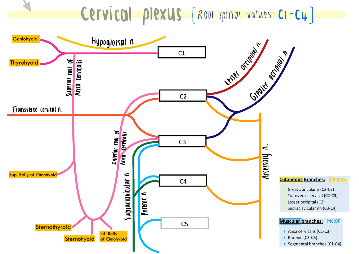 cervical plexus cutaneous branches
