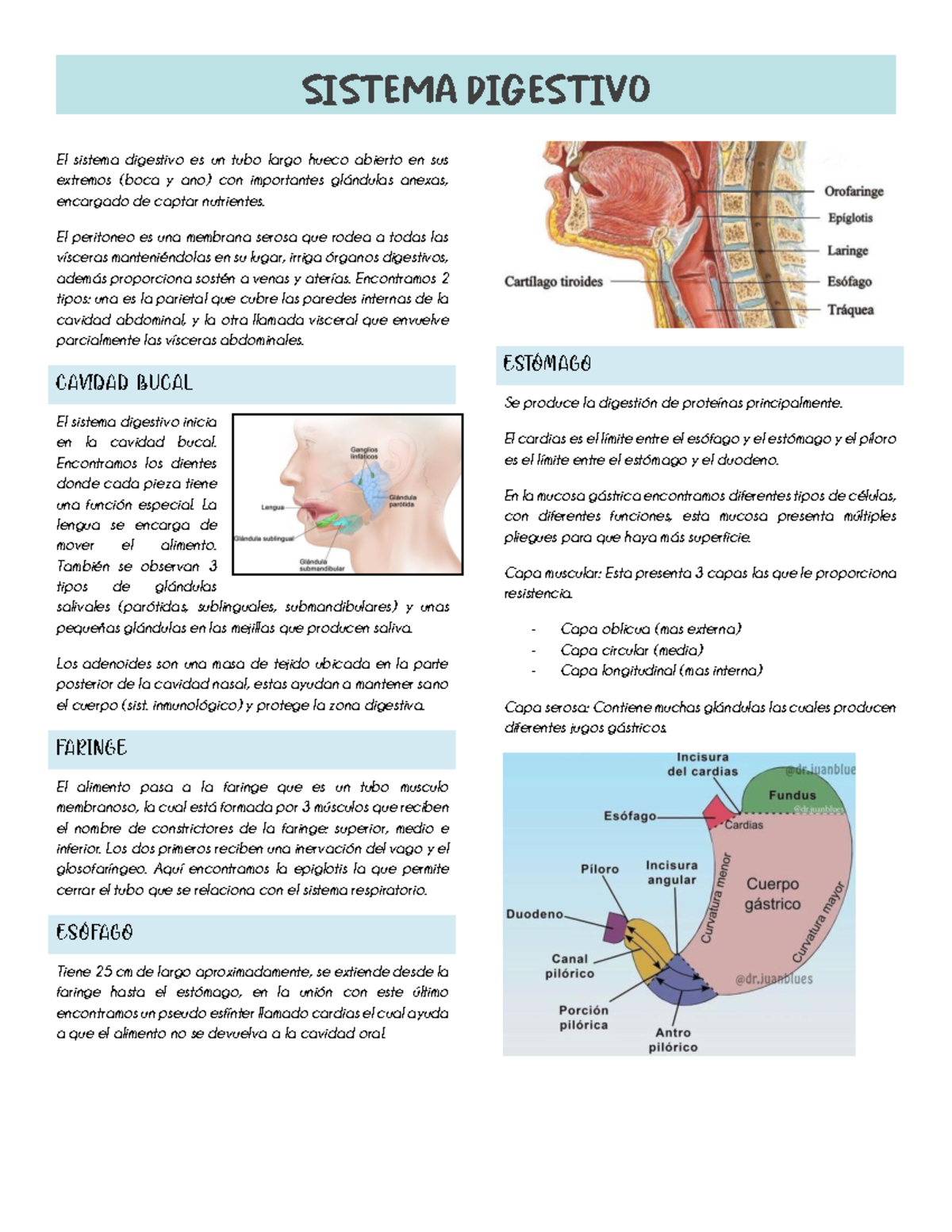 Sistema Digestivo Anatomia - Anatomia - Studocu