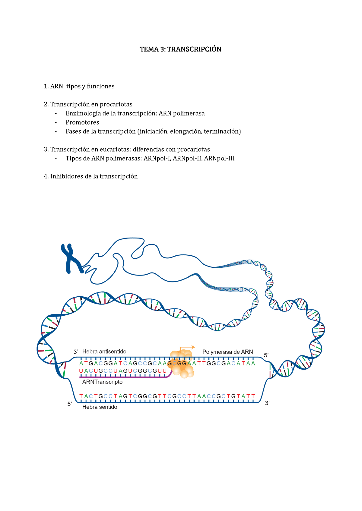 TEMA 3 Bioquímica - TEMA 3: TRANSCRIPCIÓN ARN: Tipos Y Funciones ...