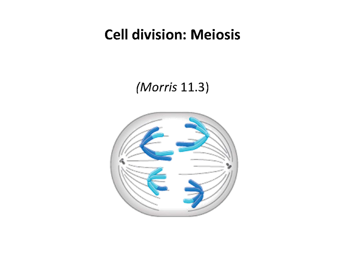 2 Meiosis - Cell Division: Meiosis (Morris 11) Recall Mitosis S Phase ...