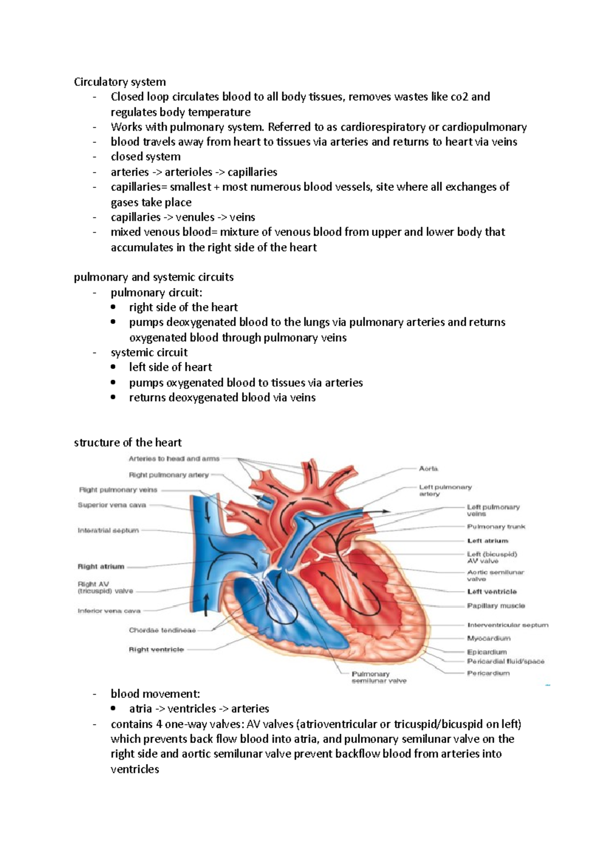 Circulatory system - Lecture notes week 8 - Circulatory system - Closed ...