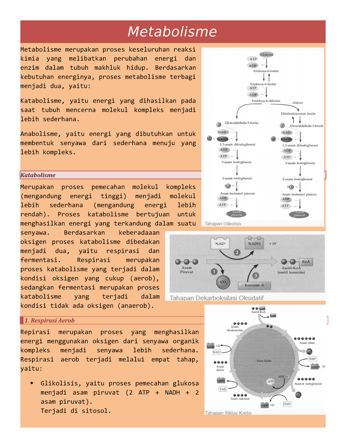 Metabolisme - High School Biology Subject School Notes - Metabolisme ...