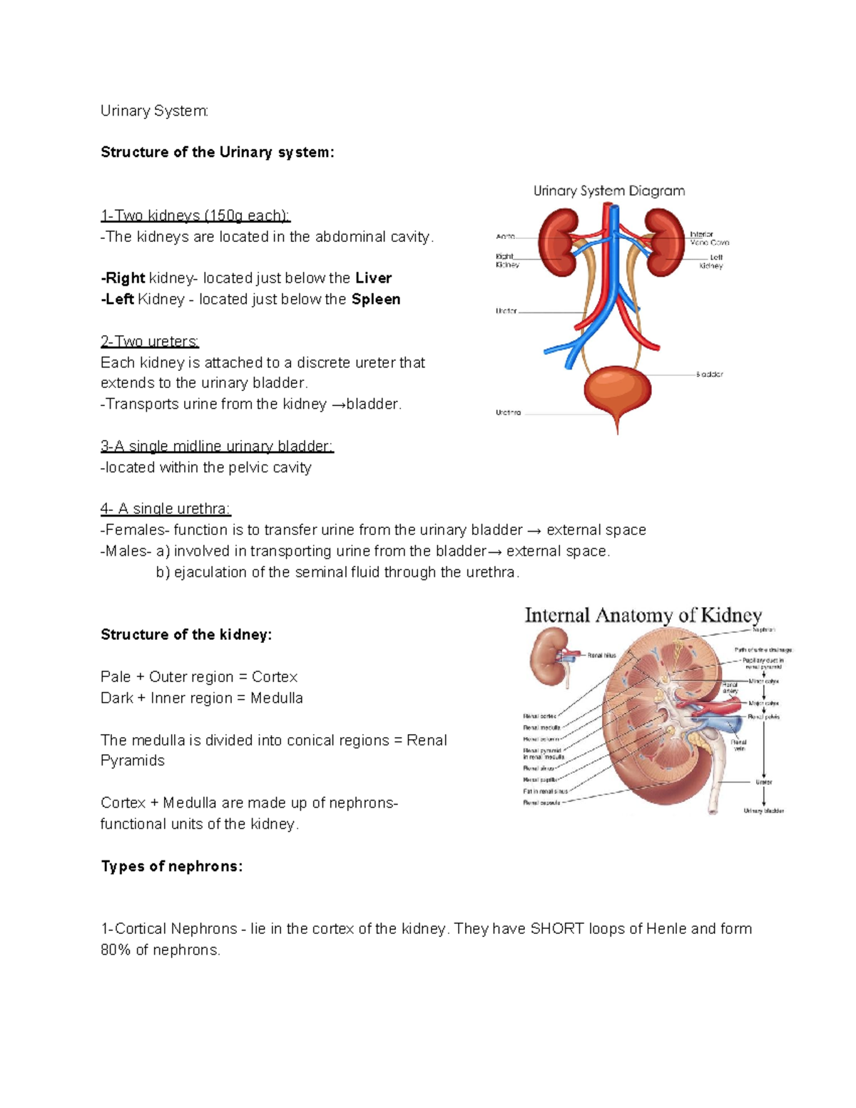 Urinary System - Lecture notes 8 - Urinary System: Structure of the ...