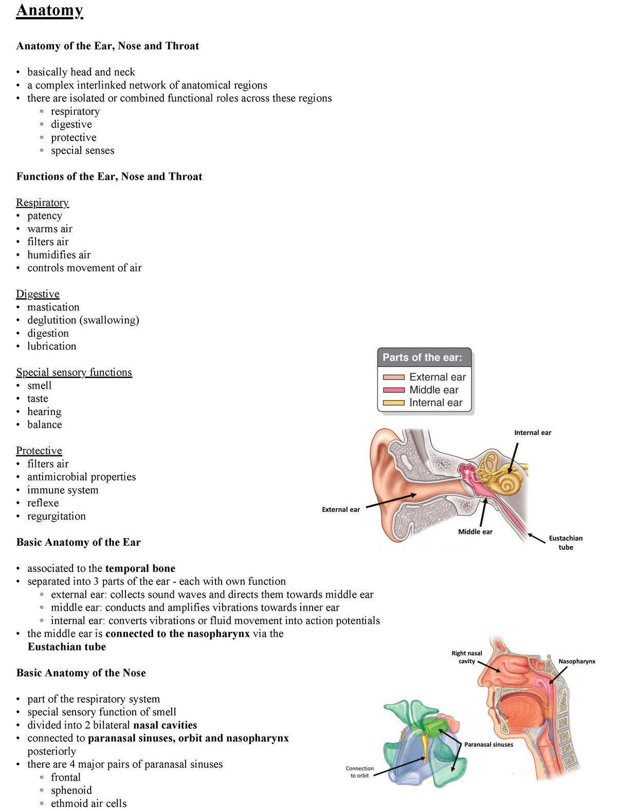 Ent Summary Anatomy Anatomy Anatomy Of The Ear Nose And Throat