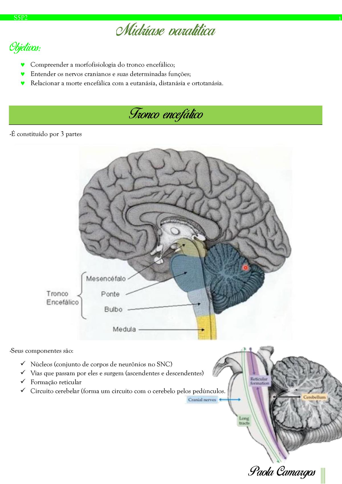 Tronco Encefalico Compreender A Morfofisiologia Do Tronco Enceflico Entender Os Nervos Studocu