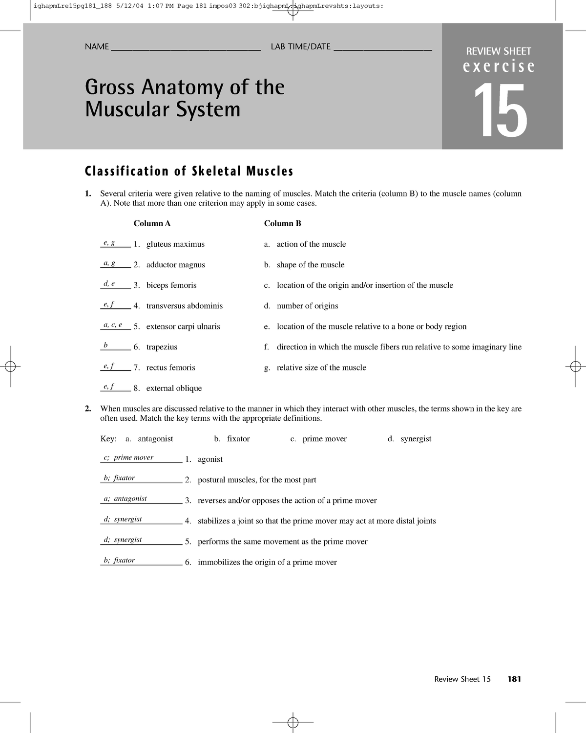 Gross Anatomy Of The Muscular System Review Sheet E X E R C I S E 15 Gross Anatomy Of The 0647