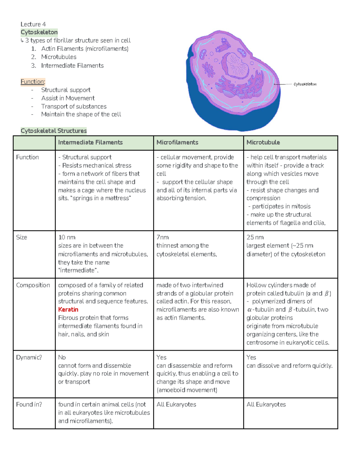 The Cytoskeleton: Structure, Function, And Everything In Between - xbykqce