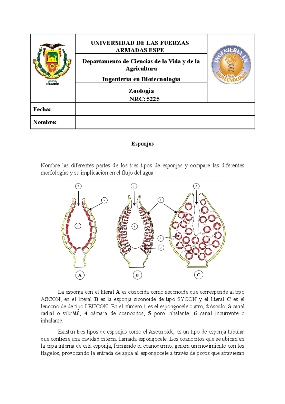 tipos de esponjas