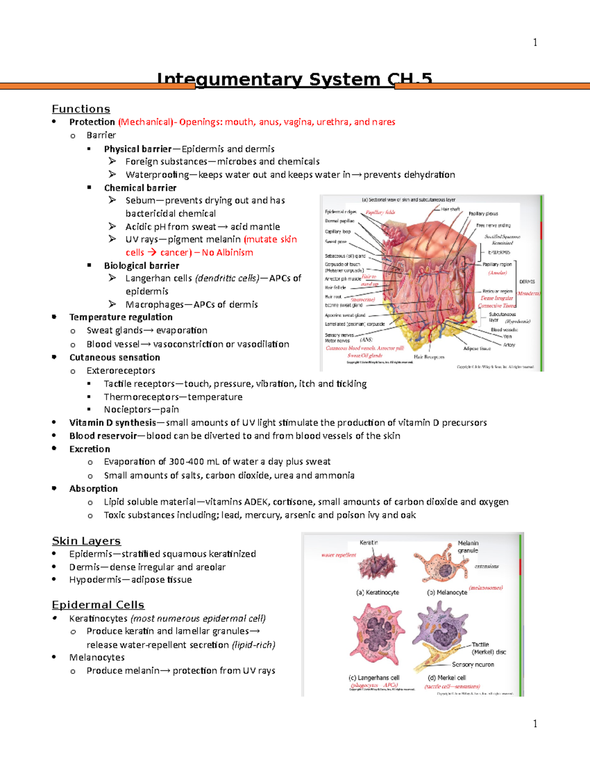 Chapter 5 Integumentary - Integumentary System CH. Functions Protection ...