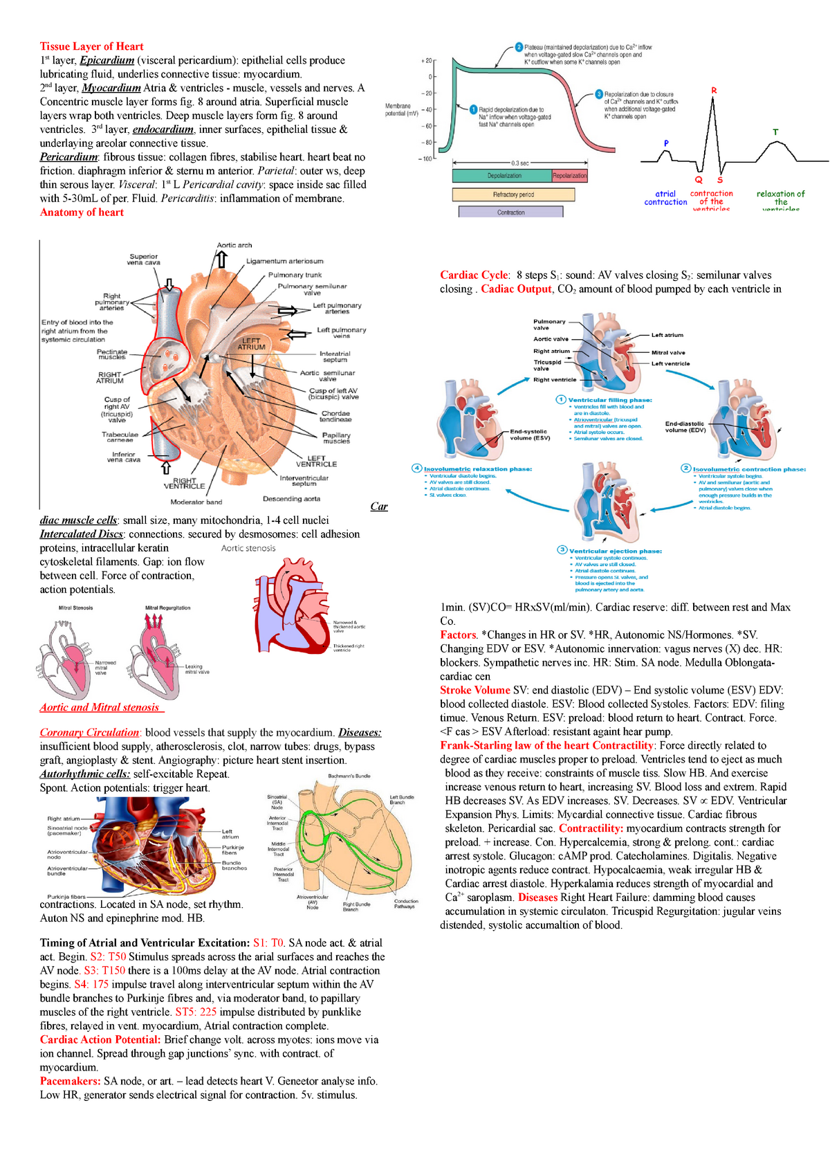 Human Anatomy Cheat Sheet 1. Tissue Layer of Heart 1 st layer